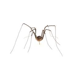 Harvestmen spider model. Registration no, K13885.
