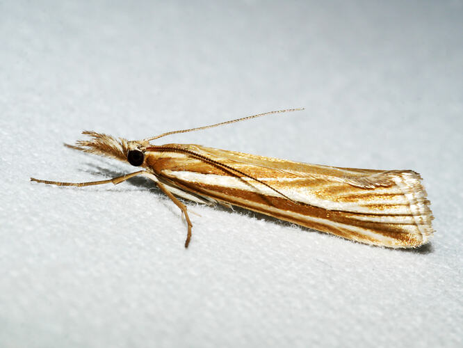 <em>Hednota grammellus</em>, moth. Great Otway National Park, Victoria.