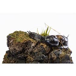Two black snails in a habitat diorama.
