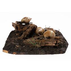 Model snails in habitat diorama.