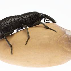 Model - Grain Weevil