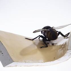 Model black fly with clear plastic wings and legs outstretched. Sits on edge of beige coloured plaster spout.