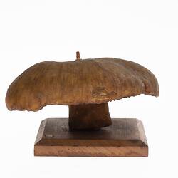 Mushroom Model - Psalliota Campestris (Agaricaceae), 1884-1888