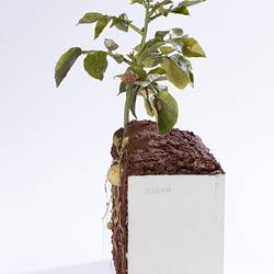 Wax model of green potato plant in brown soil. White rectangular base. Right profile.
