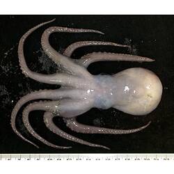 Back view of white-pink octopus on black background with ruler.