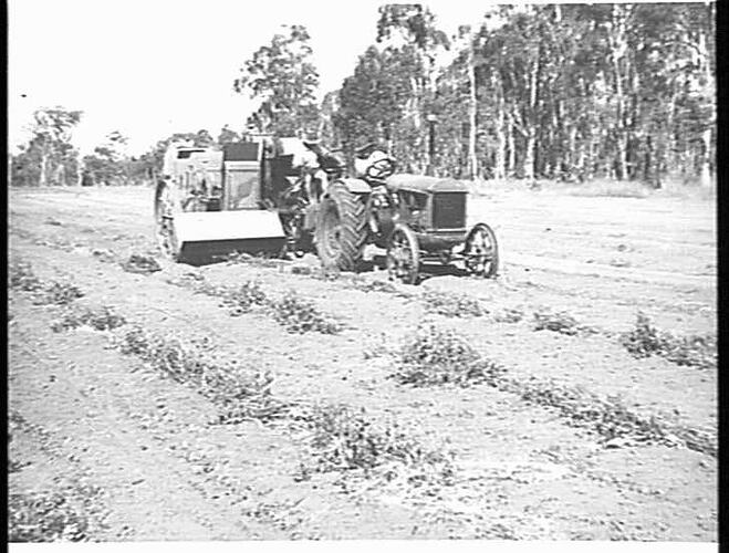 HARVESTING PEAS [sic - peanuts]  IN QUEENSLAND: MAY 1949