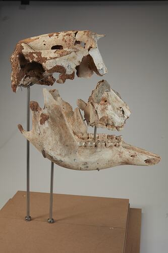 Side front view of mounted, articulated skull and jaw.
