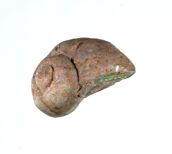 <em>Natica variabilis</em>, fossil gastropod replaed with opal. [P 62042]