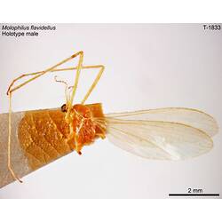 Crane fly specimen, male, lateral view.