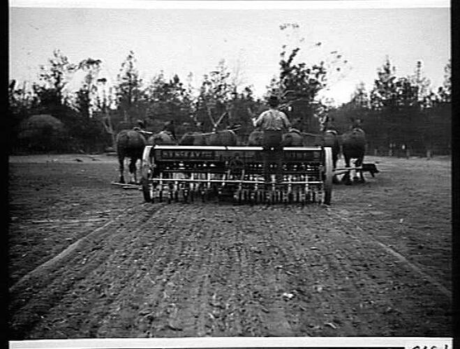`SUNTYNE' ON MESSRS. HAN BROS' FARM, WALPEUP: APRIL 1929