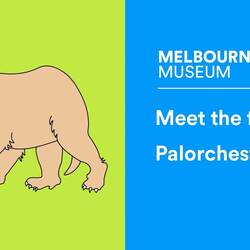 Palorchestes the mystery marsupial of Australia's Ice Age