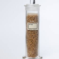 Wheat sample in cylindrical glass jar. Back view with label.