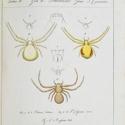 Three spiders on a cream background. Top left spider is light yellow, top right is bright yellow, and the bott