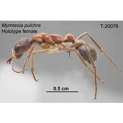 Ant specimen, female, lateral view.