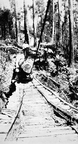 Timber worker standing on a log on a rail line, Beech Forest district, 1921.