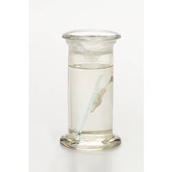 Brittle star wet specimen in glass jar.