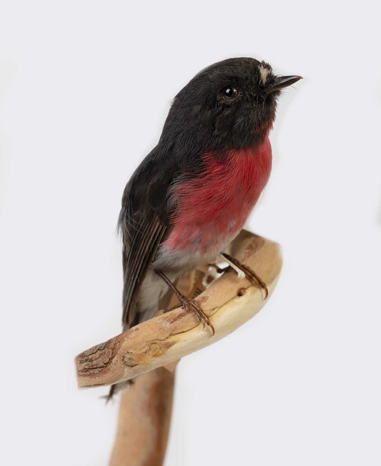 Research Focus, Victorian Birds - Rose Robin (male), Petroica rosea