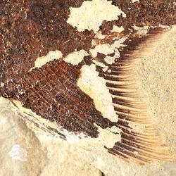 Brown fossil fish in pale matrix, detail.