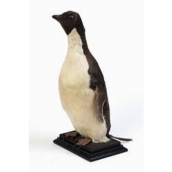 Penguin specimen mounted to a black base.