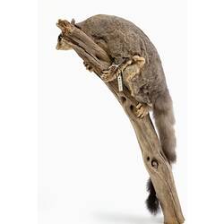 Grey possum specimen with long tail mounted to a branch.