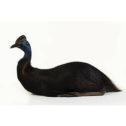 Large black bird specimen with a blue head mounted in a sitting pose.