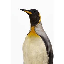 Mounted penguin specimen with white belly and yellow neck feathers.