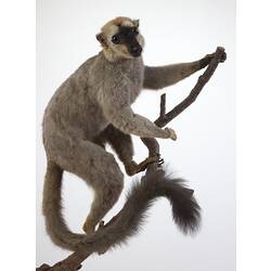 Taxidermied lemur specimen mounted on branch.