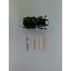 Dorsal view of pinned beetle specimen with labels.