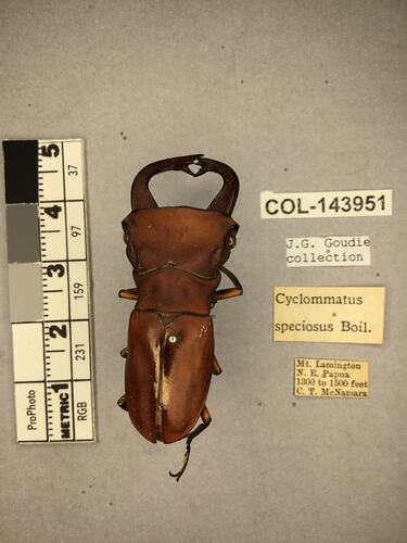 Shiny metallic brown beetle specimen with large mandibles, pinned next to text labels.