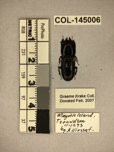 Shiny brown beetle specimen with large mandibles, pinned next to text labels.