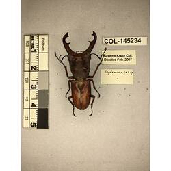 Dorsal view of pinned beetle specimen with labels.