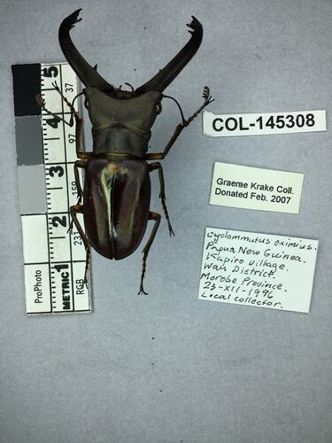 Shiny brown beetle specimen with large mandibles, pinned next to text labels.