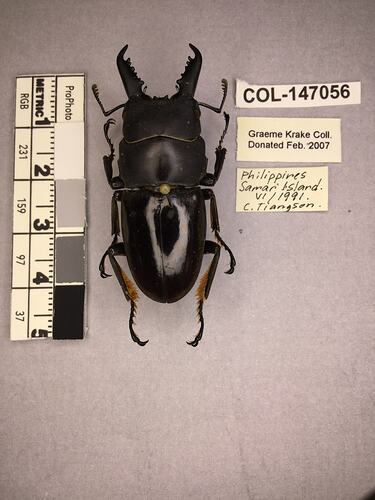 Dorsal view of pinned beetle specimen with labels.