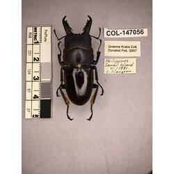 Dorsal view of pinned beetle specimen with labels.