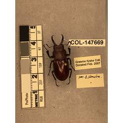 Dorsal view of pinned beetle specimen with labels.