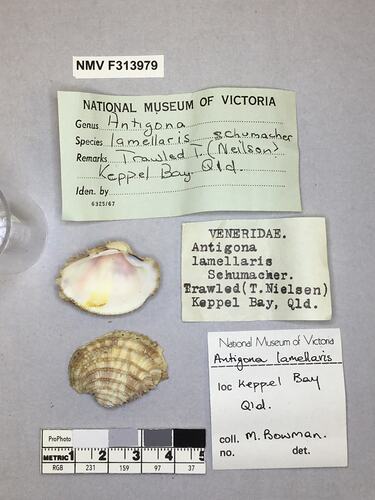 Dry Venus Clam shell beside labels.
