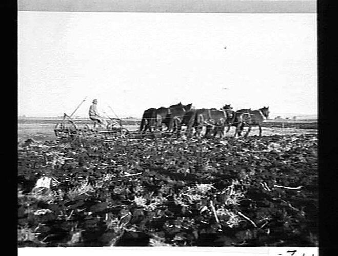 NO. 7. SUNRISE M.B. PLOW, NOBBY, DARLING DOWNS, QLD. SEPT 1929