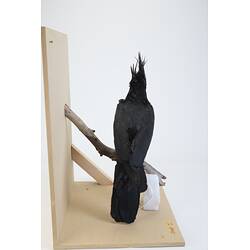 <em>Probosciger aterrimus macgillivrayi</em>, Palm Cockatoo. [59126]