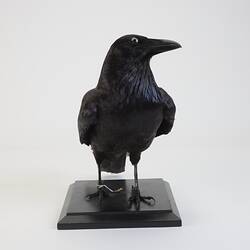 <em>Corvus coronoides coronoides</em>, Australian Raven. [B 21246]