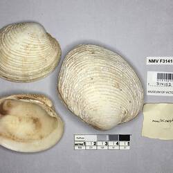 Dry Venus Clam shells beside labels.