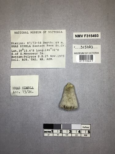 Dry stony coral specimen beside labels.