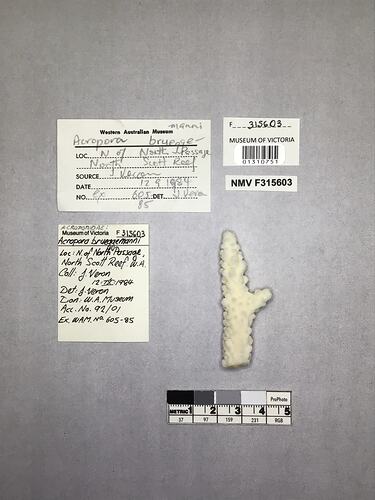 Dry stony coral specimen beside labels.