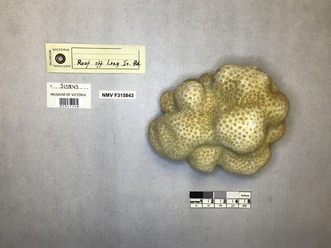 Dry stony coral specimen beside labels.