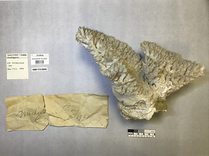 Dry stony coral specimen beside labels.