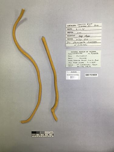 Dry soft coral specimen beside labels.