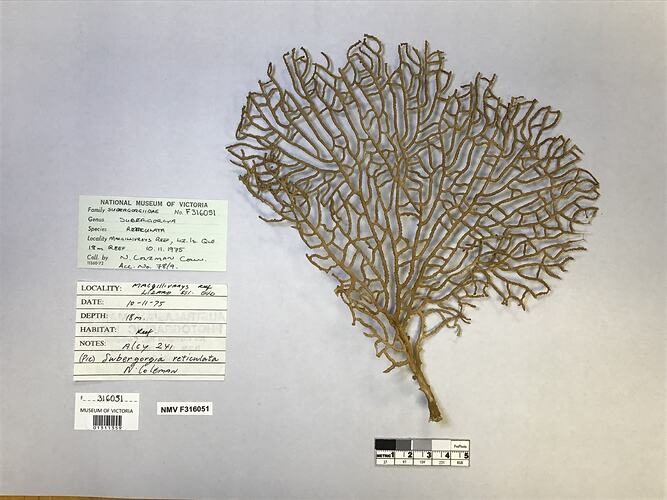 Dry soft coral specimen beside labels.