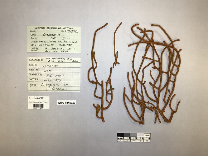 Dry soft coral specimen beside labels.