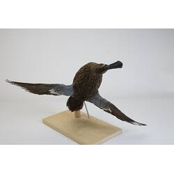 <em>Spatula rhynchotis</em>, Australasian Shoveler. [R 11526]