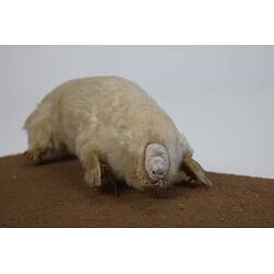 Our Wondrous Planet, Our Wild Family: Taxidermy Mount - Southern Marsupial Mole, <em>Notoryctes typhlops</em>
