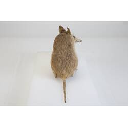 <em>Perameles nasuta</em>, Southern Long-nosed Bandicoot. [C 7012]